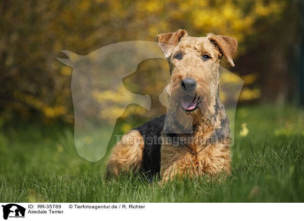 Airedale Terrier / RR-35789