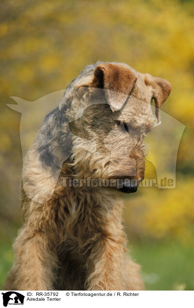 Airedale Terrier / RR-35792