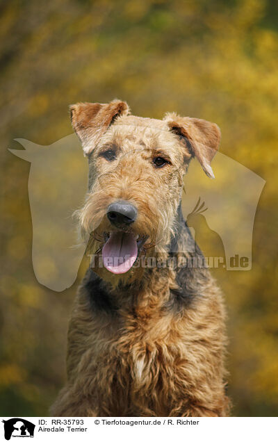 Airedale Terrier / Airedale Terrier / RR-35793