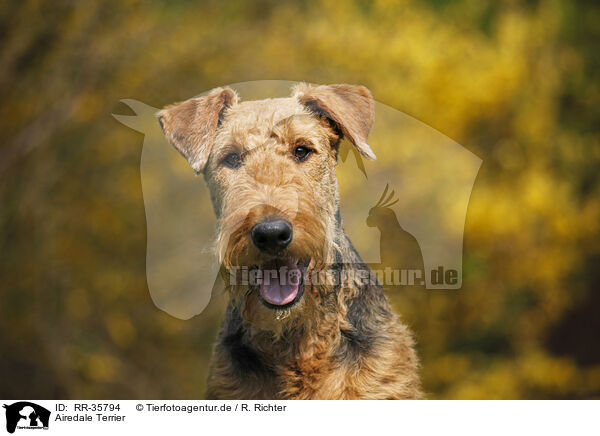 Airedale Terrier / Airedale Terrier / RR-35794