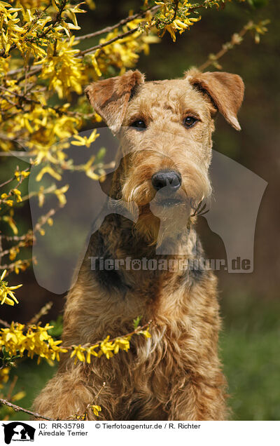 Airedale Terrier / Airedale Terrier / RR-35798