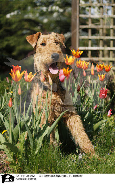 Airedale Terrier / RR-35802