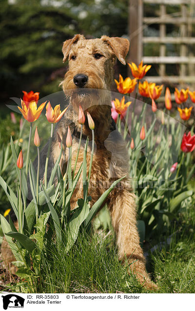 Airedale Terrier / RR-35803