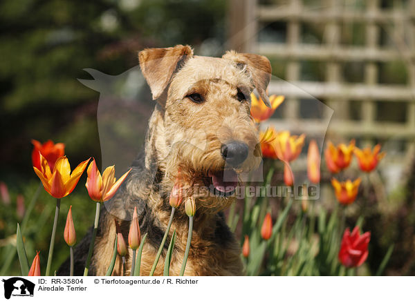 Airedale Terrier / RR-35804