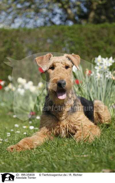 Airedale Terrier / RR-35808