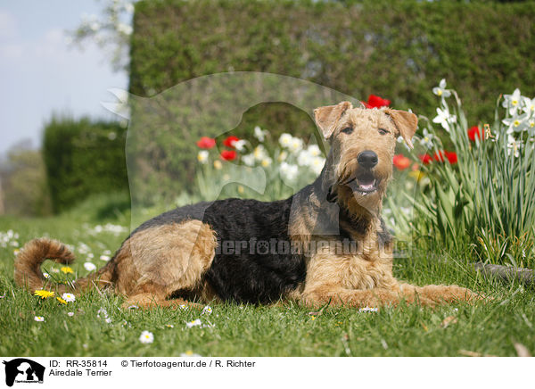 Airedale Terrier / RR-35814