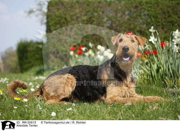 Airedale Terrier / Airedale Terrier / RR-35815
