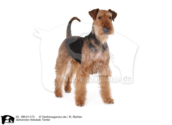 stehender Airedale Terrier / standing Airedale Terrier / RR-41173