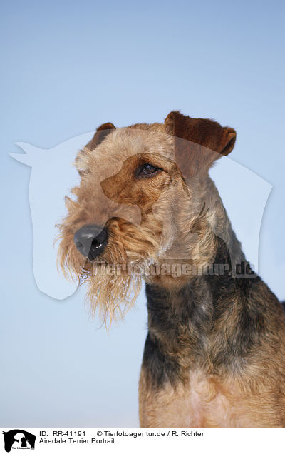 Airedale Terrier Portrait / RR-41191
