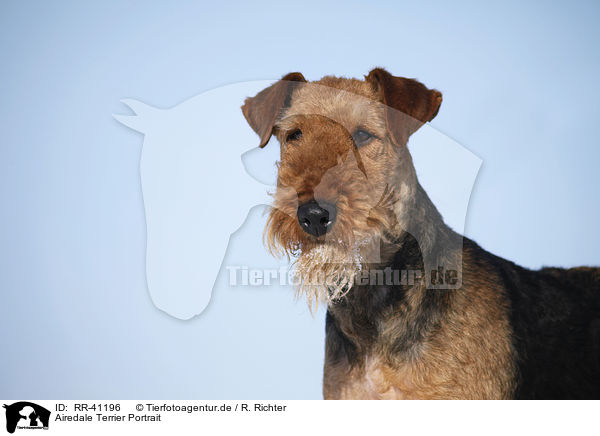 Airedale Terrier Portrait / RR-41196