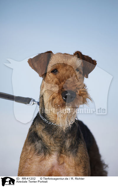 Airedale Terrier Portrait / RR-41202
