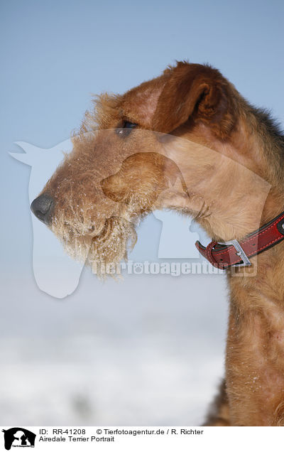 Airedale Terrier Portrait / RR-41208