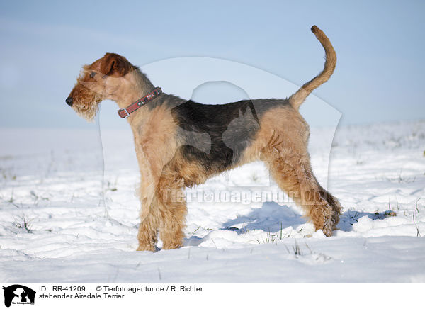 stehender Airedale Terrier / RR-41209