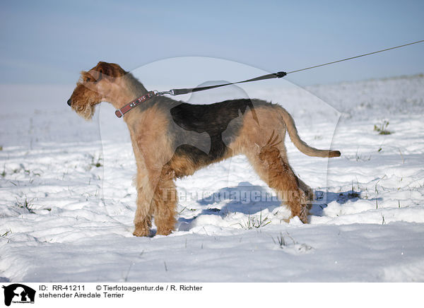 stehender Airedale Terrier / standing Airedale Terrier / RR-41211