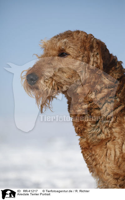 Airedale Terrier Portrait / RR-41217
