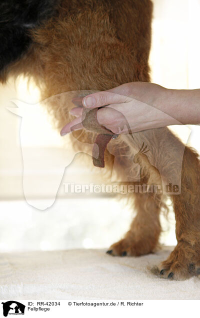 Fellpflege / grooming / RR-42034