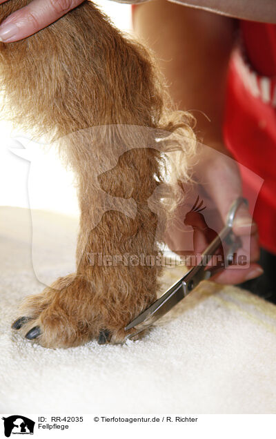 Fellpflege / grooming / RR-42035