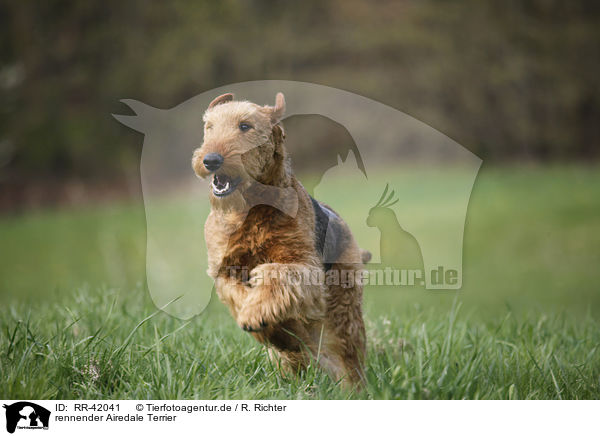 rennender Airedale Terrier / RR-42041