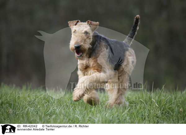 rennender Airedale Terrier / RR-42042