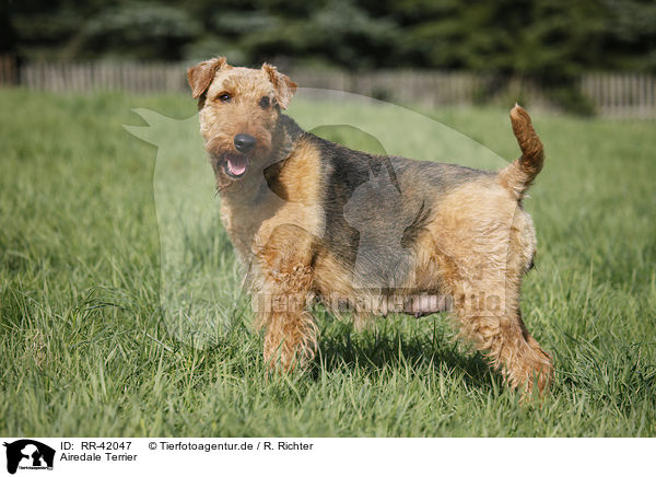 Airedale Terrier / Airedale Terrier / RR-42047