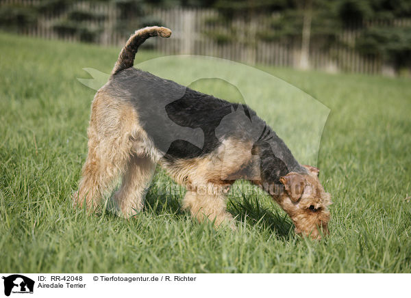 Airedale Terrier / RR-42048
