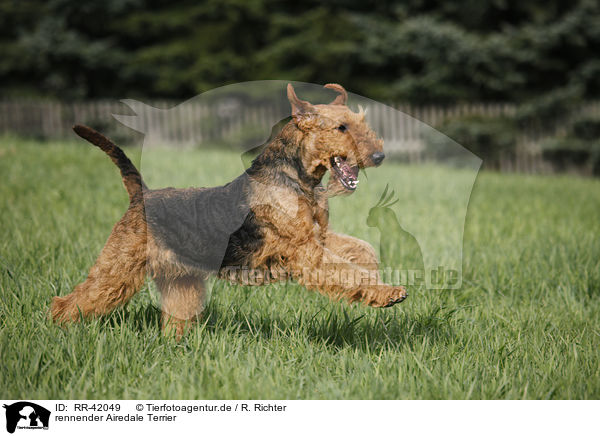 rennender Airedale Terrier / running Airedale Terrier / RR-42049