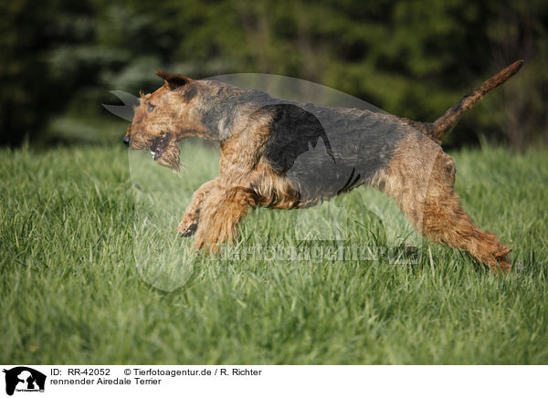 rennender Airedale Terrier / RR-42052