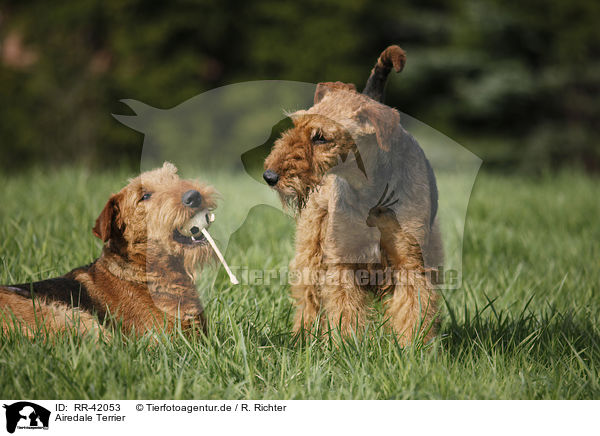 Airedale Terrier / Airedale Terrier / RR-42053