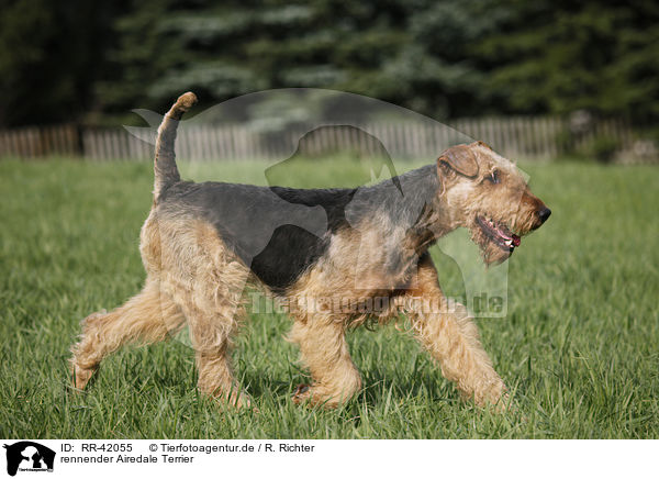 rennender Airedale Terrier / RR-42055
