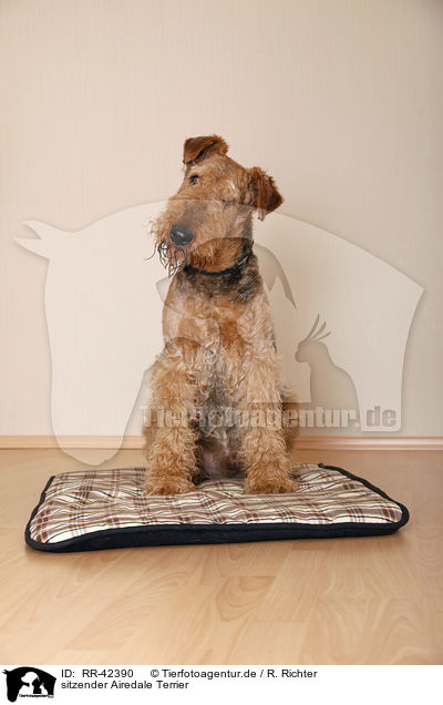 sitzender Airedale Terrier / sitting Airedale Terrier / RR-42390