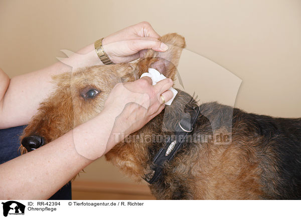 Ohrenpflege / earcare / RR-42394