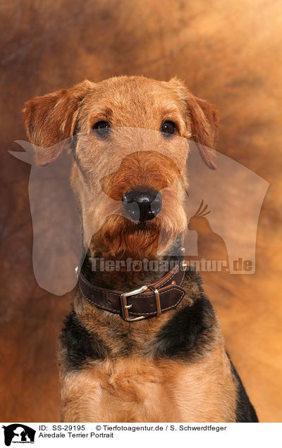 Airedale Terrier Portrait / Airedale Terrier Portrait / SS-29195