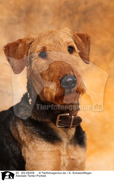 Airedale Terrier Portrait / Airedale Terrier Portrait / SS-29208
