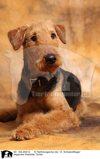 liegender Airedale Terrier / lying Airedale Terrier / SS-29212