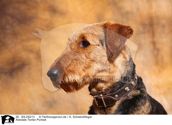Airedale Terrier Portrait / Airedale Terrier Portrait / SS-29213
