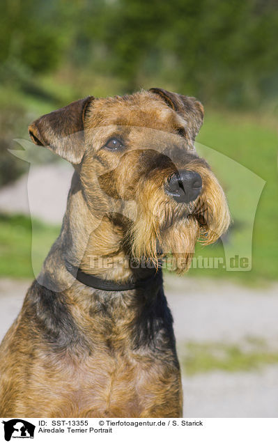 Airedale Terrier Portrait / SST-13355