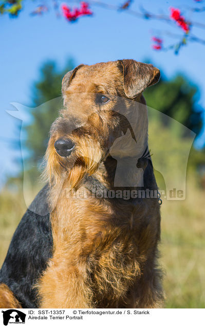 Airedale Terrier Portrait / SST-13357
