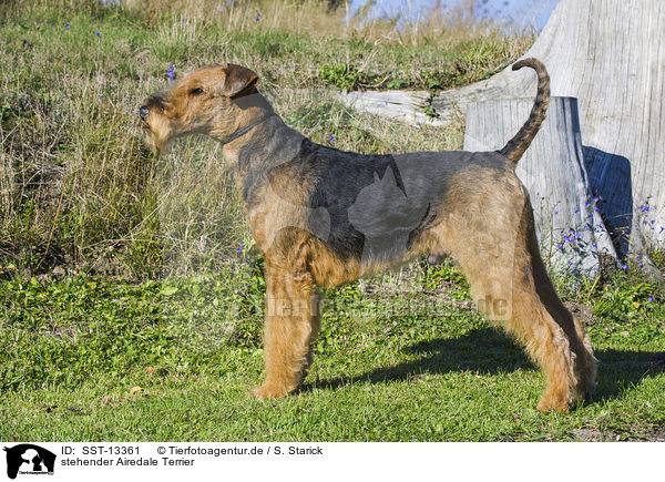 stehender Airedale Terrier / SST-13361