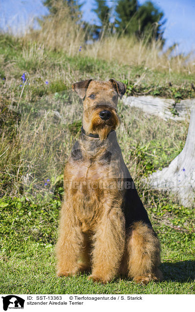sitzender Airedale Terrier / SST-13363