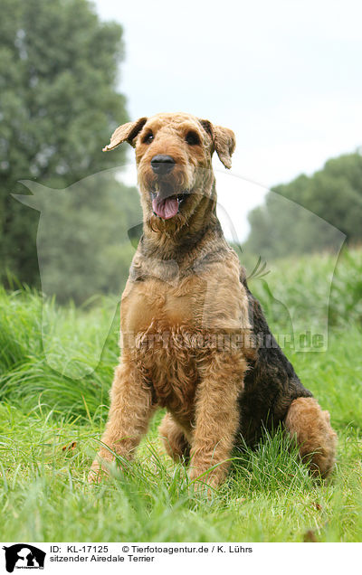 sitzender Airedale Terrier / sitting Airedale Terrier / KL-17125