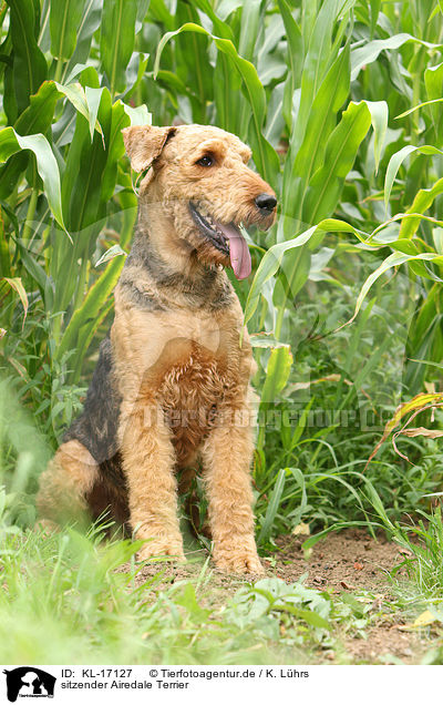 sitzender Airedale Terrier / KL-17127