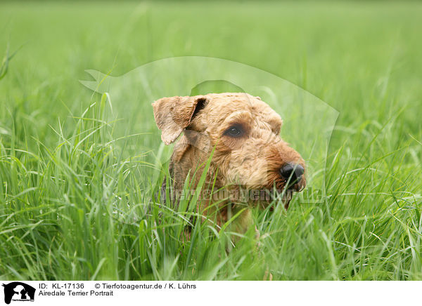 Airedale Terrier Portrait / KL-17136