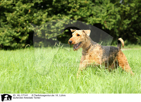 laufender Airedale Terrier / KL-17141