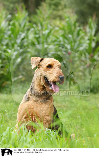 sitzender Airedale Terrier / KL-17143