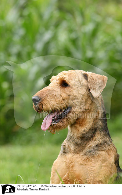 Airedale Terrier Portrait / KL-17145