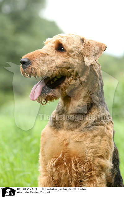 Airedale Terrier Portrait / KL-17151