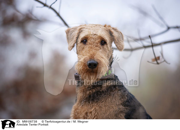 Airedale Terrier Portrait / MW-08738
