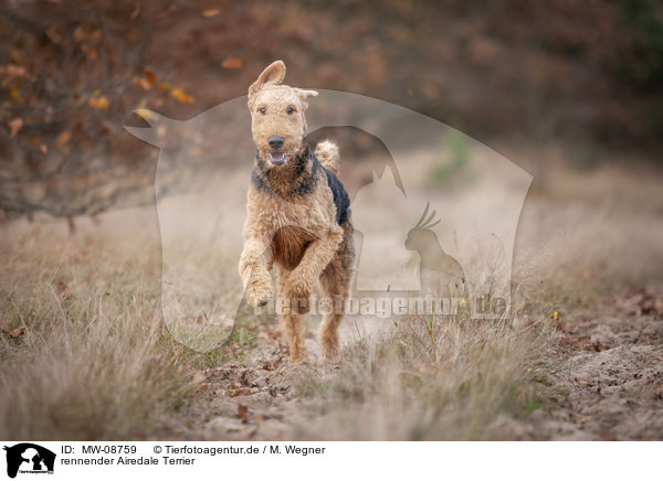 rennender Airedale Terrier / MW-08759