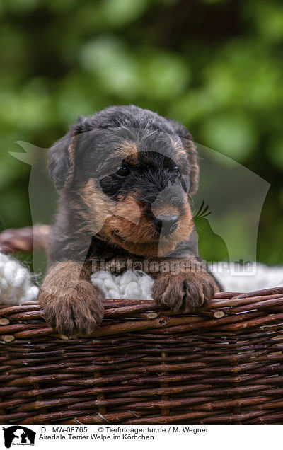 Airedale Terrier Welpe im Krbchen / Airedale Terrier Puppy in the basket / MW-08765