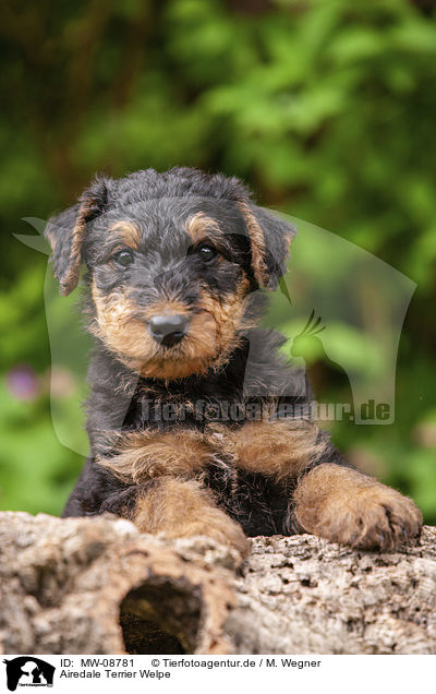 Airedale Terrier Welpe / MW-08781